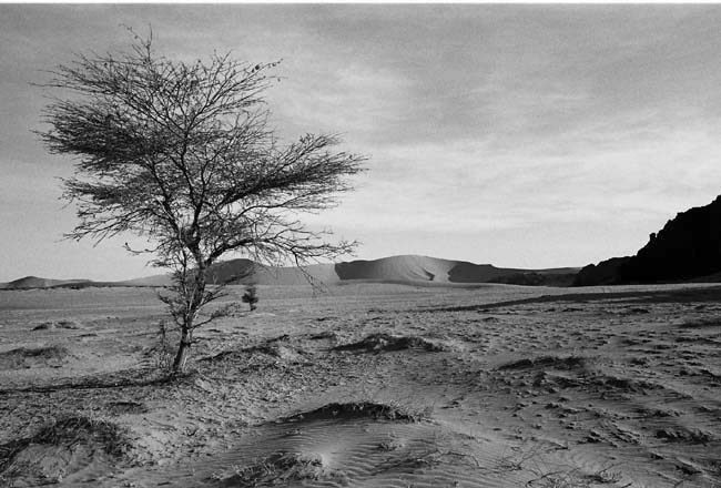 arbre et dunes